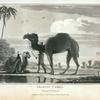 Arabian Camel, Camelus Dromedarius.