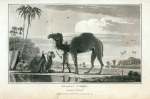 Arabian Camel, Camelus Dromedarius.
