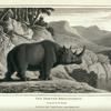 Two-horned Rhinoceros, Rhinoceros unicornis.