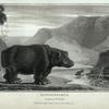 Hippotamus, Hippotamus amphibius.