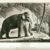 Elephant, Elephas maximus.