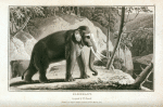 Elephant, Elephas maximus.