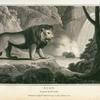 Lion, Felis Leo.