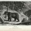 Bear, Ursus Arctos.
