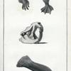 Scull, Feet and Tail of the Beaver.