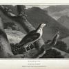 Goshawk, Falco palumbarius.