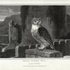 Great Eared Owl, Strix Bubo.