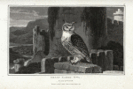 Great Eared Owl, Strix Bubo.