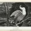 Cockatoo, Psittacus moluccensis.