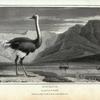 Ostrich, Struthio Camelus.