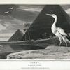Stork, Adrea Ciconia.