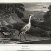 Heron, Adrea major.