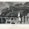 Penguin, Aptenodyta Patachonica.