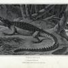 Crocodile, Lacerta Crocodilus.