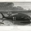 Whale, Balæna Mysticetus.