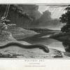 Electric Eel, Gymnotus electricus.