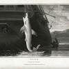 Shark,  Squalus Carcharias.