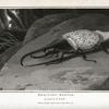 Hercules Beetle, Scarabæus Hercules.
