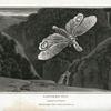 Lantern Fly, Fulgora lanternaria.