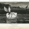 Paper Nautilus, Argonauta Argo.