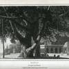 Banyan, Artocarpus incisa.