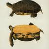 Emys reticulata.
