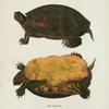 Emys rubriventris.
