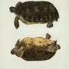 Testudo polyphemus.