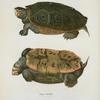 Emys terrapin.