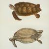 Chelonia mydas.