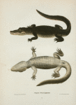 Alligator Mississippiensis.