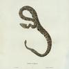 Crotalus oregonus.