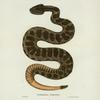 Crotalopherus tergeminus.