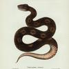 Trigonocephalus atrofuscus