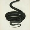 Coluber constrictor.