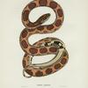 Coluber guttatus.