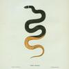 Coluber punctatus.