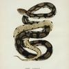 Pituophis melanoleucus.
