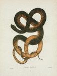 Psammophis flagelliformis.