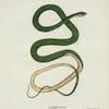 Leptophis æstivus.