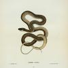 Leptophis sauritus.