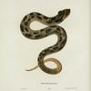 Heterodon platirhinos.