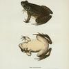 Rana horiconensis.