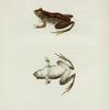 Rana clamitans.
