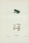Hyla squirella.