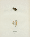 Hyla femoralis.
