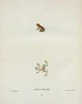 Hylades Pickeringii.