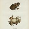 Bufo lentiginosus.