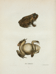 Bufo lentiginosus.