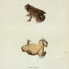 Bufo Americanus.
